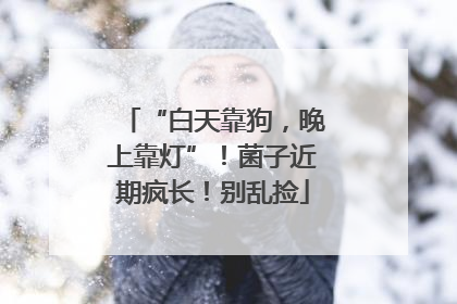 “白天靠狗，晚上靠灯”！菌子近期疯长！别乱捡