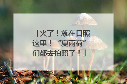 火了！就在日照这里！“夏雨荷”们都去拍照了！
