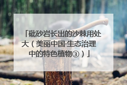 砒砂岩长出的沙棘用处大（美丽中国·生态治理中的特色植物③）