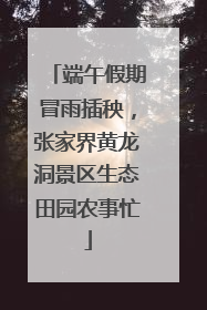 端午假期冒雨插秧，张家界黄龙洞景区生态田园农事忙