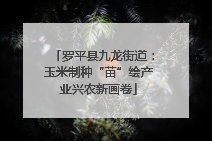 罗平县九龙街道：玉米制种“苗”绘产业兴农新画卷