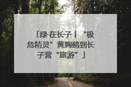 绿·在长子丨“极危精灵”黄胸鹀到长子营“旅游”