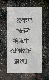 绶带鸟“安营” 绘就生态增收新景致