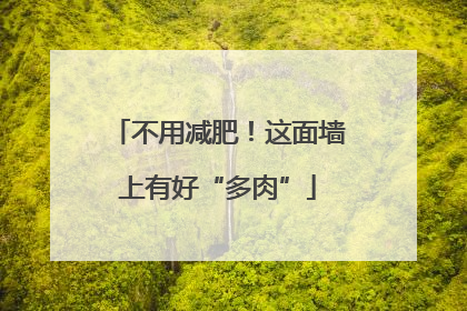 不用减肥！这面墙上有好“多肉”