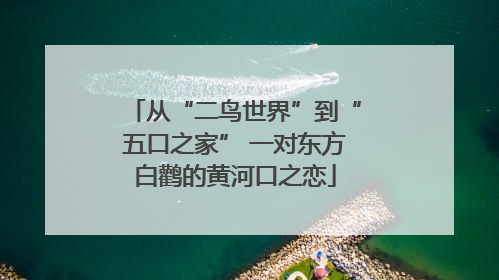 从“二鸟世界”到“五口之家” 一对东方白鹳的黄河口之恋