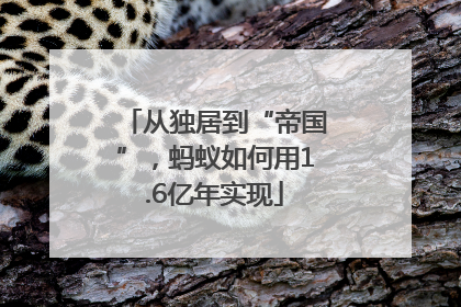 从独居到“帝国”，蚂蚁如何用1.6亿年实现