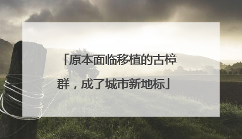 原本面临移植的古樟群，成了城市新地标