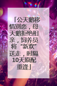 公天鹅移情别恋，母天鹅拒绝相亲，饲养员将“新欢”送走，时隔10天原配重逢