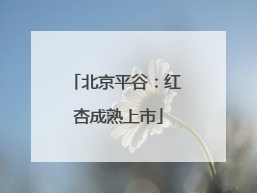 北京平谷：红杏成熟上市