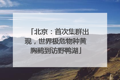 北京：首次集群出现，世界极危物种黄胸鹀到访野鸭湖