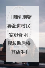 哺乳期猪獾溜进村民家觅食 村民救助后将其放生