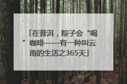 在普洱，粽子会“喝”咖啡——有一种叫云南的生活之365天