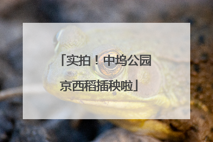 实拍！中坞公园京西稻插秧啦