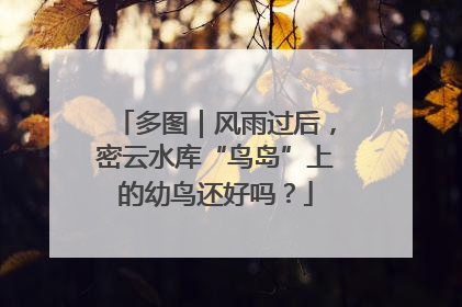 多图｜风雨过后，密云水库“鸟岛”上的幼鸟还好吗？