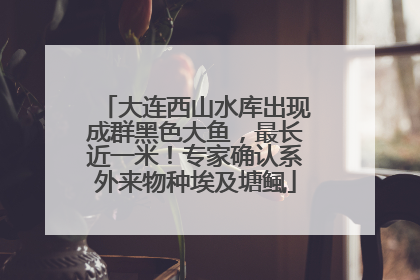 大连西山水库出现成群黑色大鱼，最长近一米！专家确认系外来物种埃及塘鲺