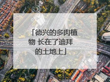 德兴的多肉植物 长在了迪拜的土地上