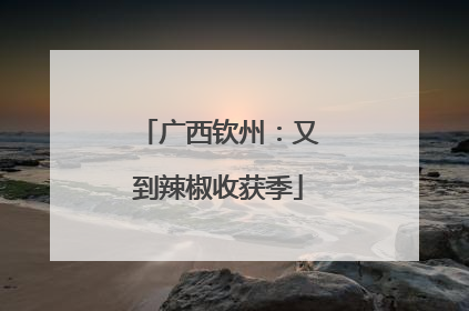 广西钦州：又到辣椒收获季