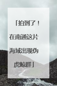 拍到了！在南通这片海域出现伪虎鲸群