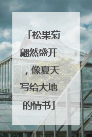 松果菊翩然盛开，像夏天写给大地的情书
