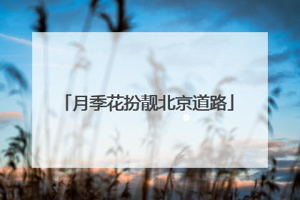 月季花扮靓北京道路