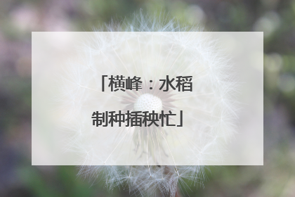横峰：水稻制种插秧忙