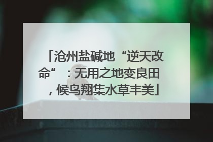 沧州盐碱地“逆天改命”：无用之地变良田，候鸟翔集水草丰美