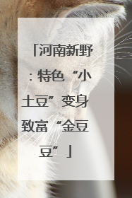 河南新野：特色“小土豆”变身致富“金豆豆”