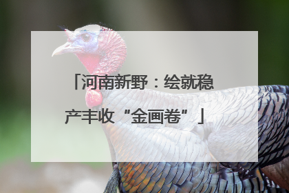河南新野：绘就稳产丰收“金画卷”