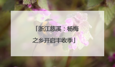 浙江慈溪：杨梅之乡开启丰收季