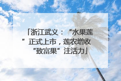 浙江武义：“水果莲”正式上市，莲农增收“致富果”注活力