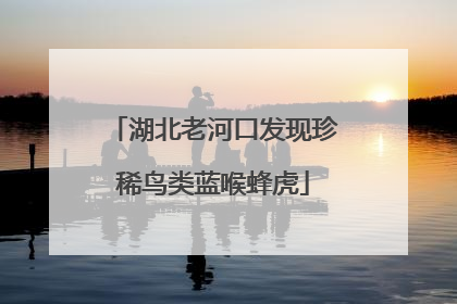 湖北老河口发现珍稀鸟类蓝喉蜂虎