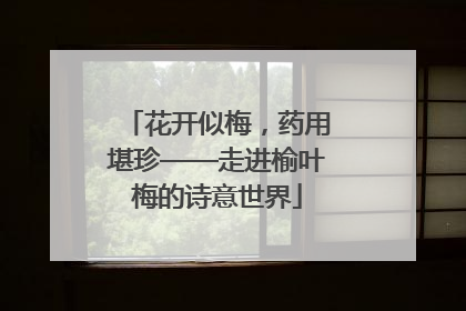 花开似梅，药用堪珍——走进榆叶梅的诗意世界