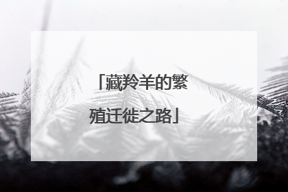 藏羚羊的繁殖迁徙之路