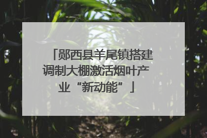 郧西县羊尾镇搭建调制大棚激活烟叶产业“新动能”