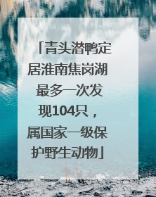 青头潜鸭定居淮南焦岗湖 最多一次发现104只，属国家一级保护野生动物