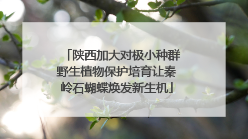陕西加大对极小种群野生植物保护培育让秦岭石蝴蝶焕发新生机